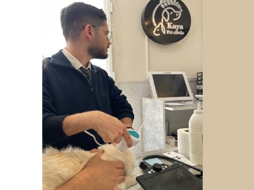 کلینیک دامپزشکی کایا در اشرفی اصفهانی