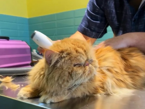 کلینیک دامپزشکی میلوی در مفتح