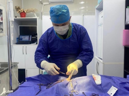 کلینیک دامپزشکی پیچا در پونک