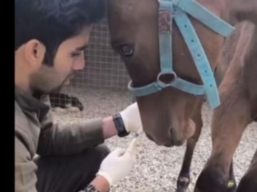 دامپزشک اسب دکتر مهدی فلاح
