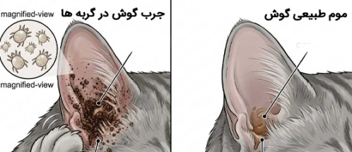 جرب گوش گربه؛ علائم، علت، تشخیص، درمان و پیشگیری از کنه گوش گربه