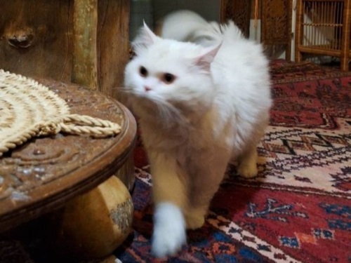 پانسیون گربه (هتل دارچین)