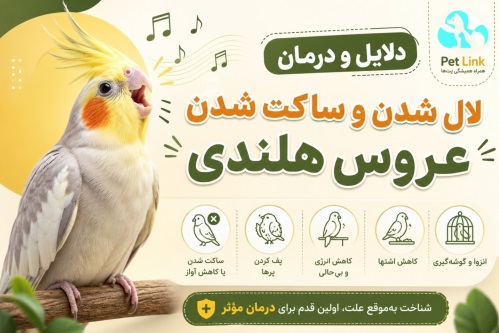 درمان لال شدن عروس هلندی و دلایل ساکت شدن آنها