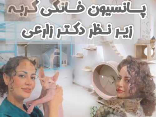 پانسیون خانگی گربه شیراز میو