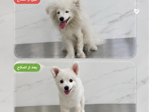 کلینیک دامپزشکی پت هاوس