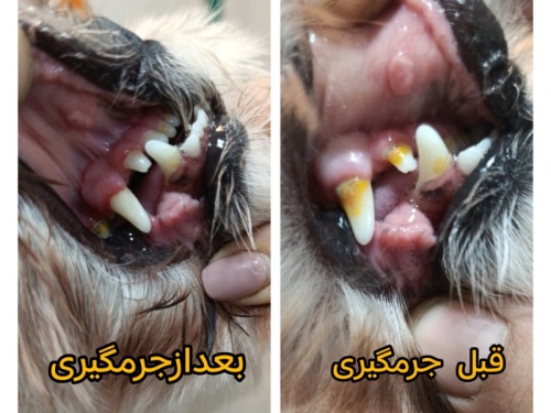 ارایشگاه وگرومینگ تخصصی حیوانات خانگی