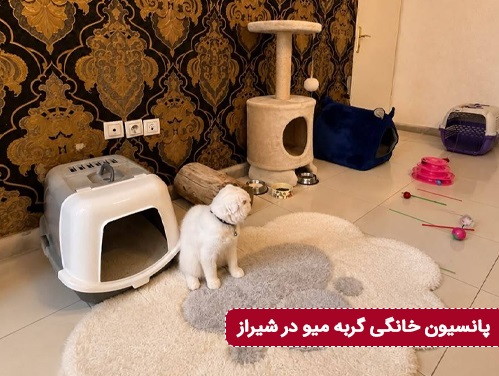 پانسیون گربه میو در شیراز 