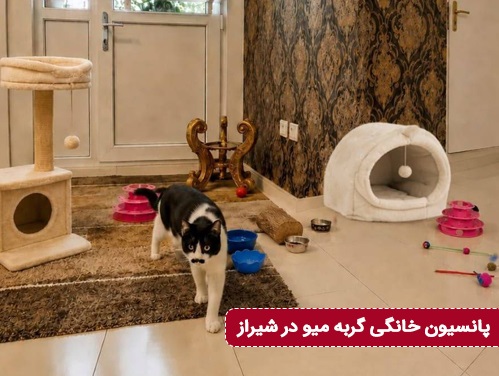 پانسیون گربه میو در شیراز 