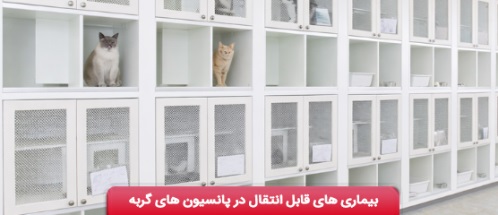 بیماری های قابل انتقال در پانسیون های گربه و راهکارهای جلوگیری