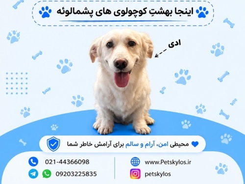 پانسیون حیوانات پت اسکایلوس در شهرزیبا