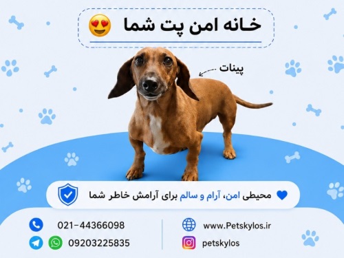 پانسیون حیوانات پت اسکایلوس در شهرزیبا