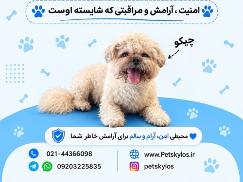 پانسیون حیوانات پت اسکایلوس در شهرزیبا