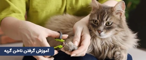  آموزش گام‌به‌گام گرفتن ناخن گربه و بچه‌گربه بدون ترس و درد