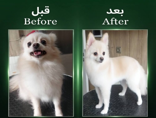 آرایشگاه تخصصی حیوانات دنا در سعادت آباد