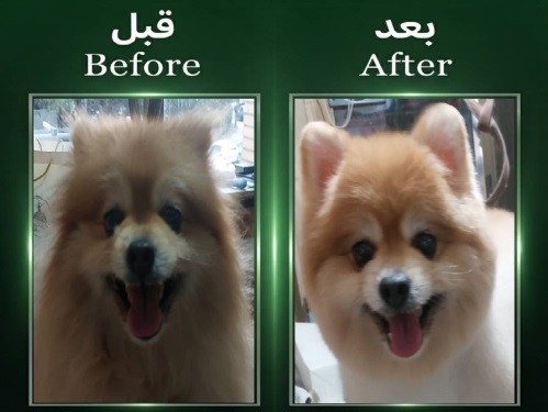 آرایشگاه تخصصی حیوانات دنا در سعادت آباد