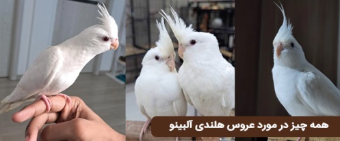 هر آنچه که باید درباره عروس هلندی آلبینو (سفید چشم قرمز) بدانید