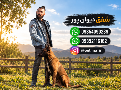 باشگاه تربیت سگ شفق دیوان پور - ویرایش