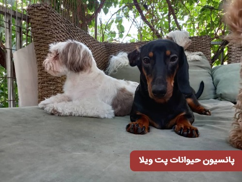 پانسیون حیوانات پت ویلا در دیباجی جنوبی شمال تهران 