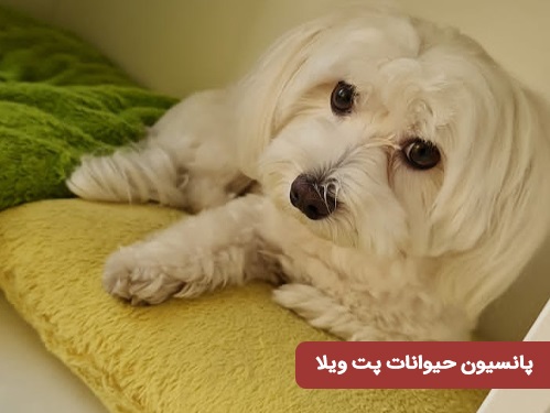 پانسیون حیوانات پت ویلا در دیباجی جنوبی شمال تهران 