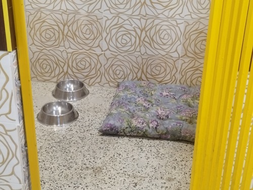 پانسیون حیوانات خانگی (سگ، گربه، خرگوش) پودی پت در کرج - ویرایش