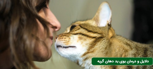 دلایل و درمان بوی بد دهان گربه