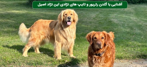 گلدن رتریور (Golden Retriever)؛ویژگی‌های رفتاری، ژنتیکی و مهارتی