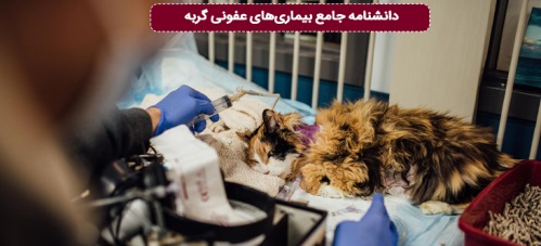 دانشنامه جامع بیماری‌های عفونی گربه