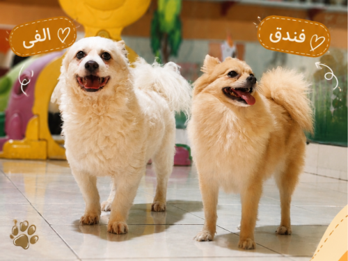 پانسیون و مهد سگ هپی داگ