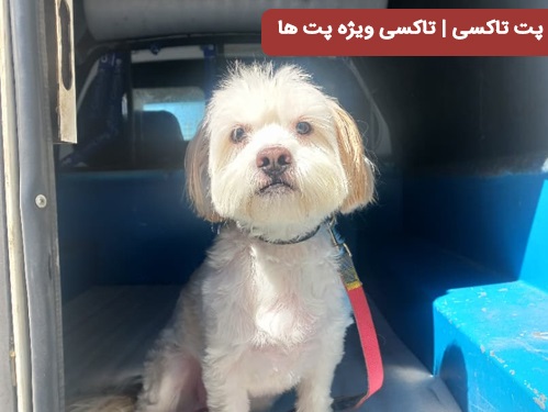 پت تاکسی جا به جایی حیوانات 
