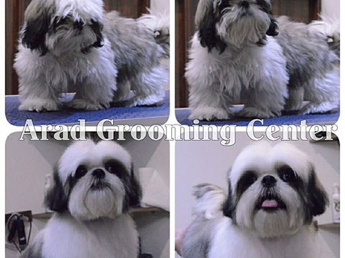 مرکز تخصصی آرایش موی حیوانات آراد در سعادت آباد
