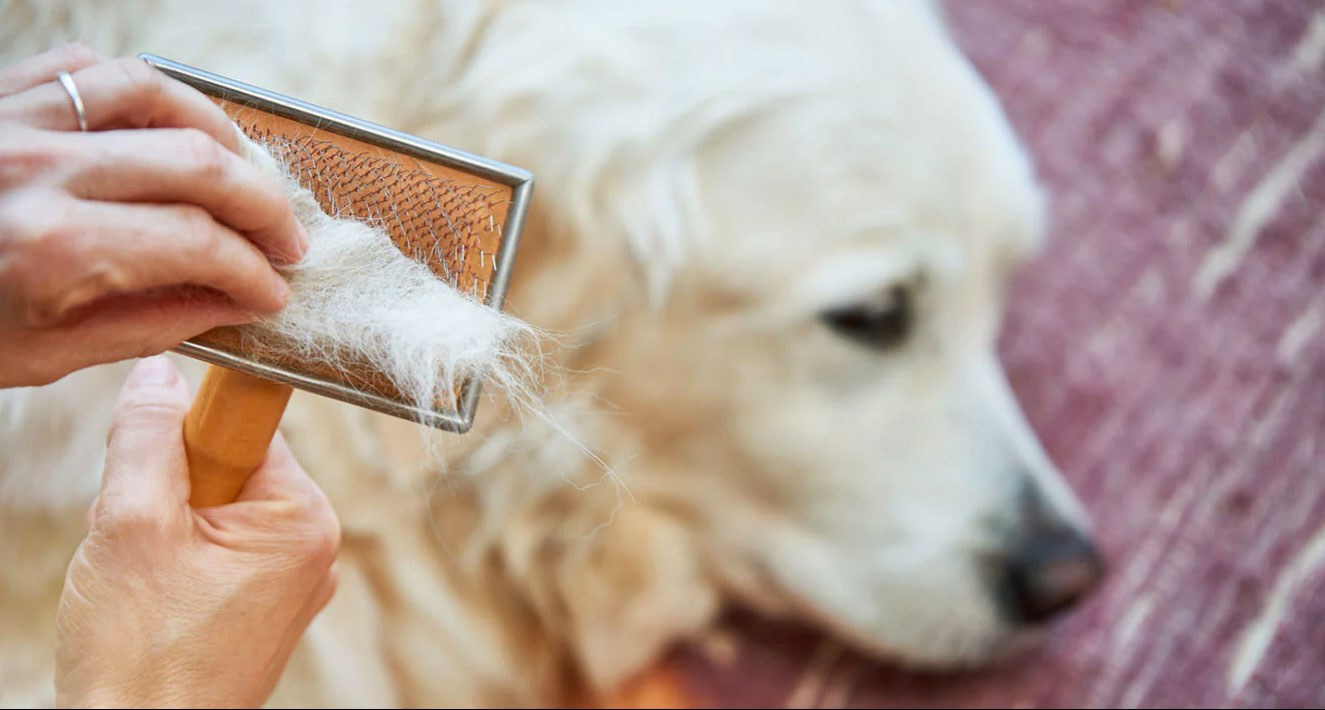 علت ریزش موی سگ