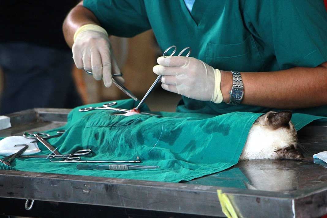 جراحی گربه