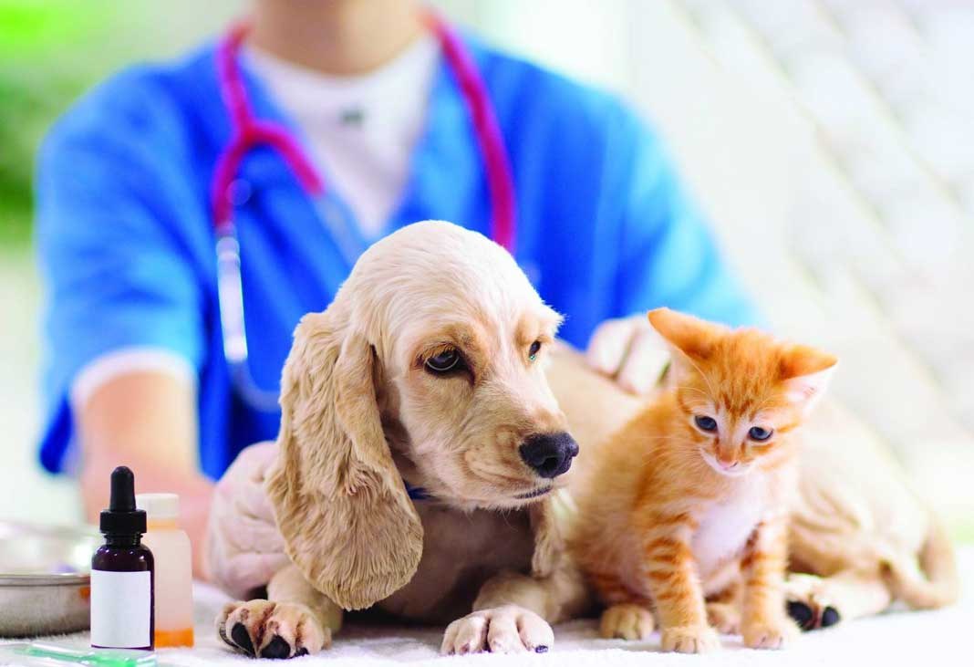 واکسن سگ و واکسن گربه