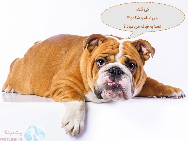 تنبل با نمک بولداگ انگلیسی یک سگ بدون ریزش مو | پت لینک 