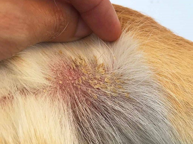 آیا خارش به دلیل جرب گوش سگ است