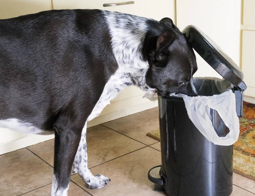 علت پانکراتیک در سگها چیست ؟ | petlink 