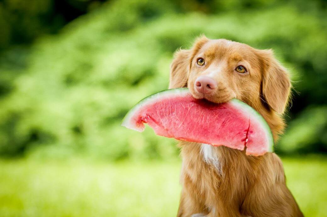 هندان برای سگ | petlink