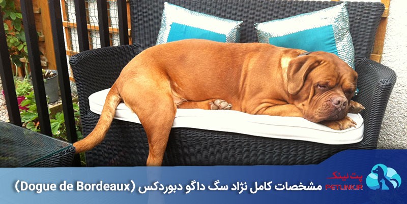 داگو دبوردکس (Dogue de Bordeaux) |  پت لینک