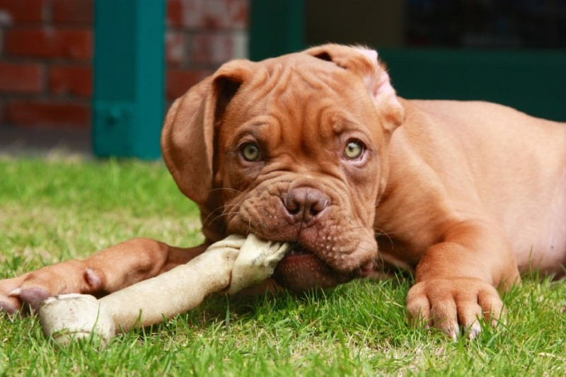 تغذیه ی Dogue de Bordeaux غول پیکر | سگ های غول پیکر خانگی