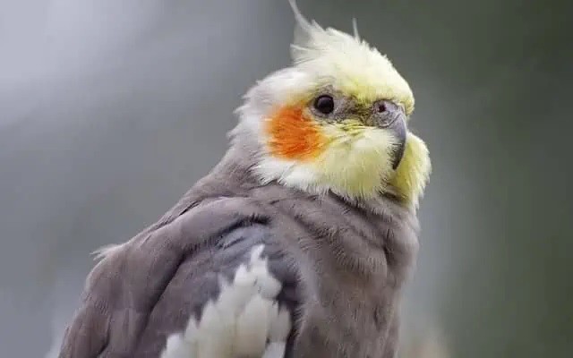 دلایل پف کردن عروس هلندی 