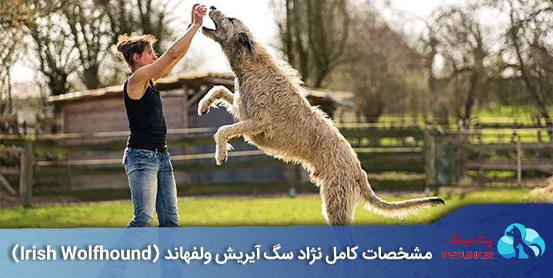 آیریش ولفهاند (Irish Wolfhound) | پت لینک