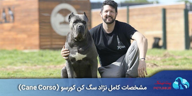 آشنایی با سگ بزرگ جثه نژاد کن کورسو (Cane Corso)