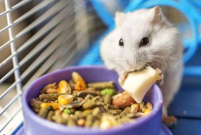 غذاهای اصلی همستر | غذای همستر