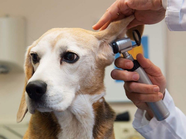 انواع بیماری ها در سگها