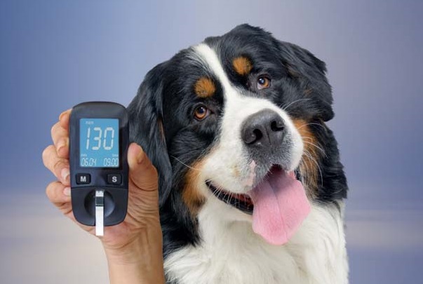 بیماری های شایع در توله سگ ها | پت لینک