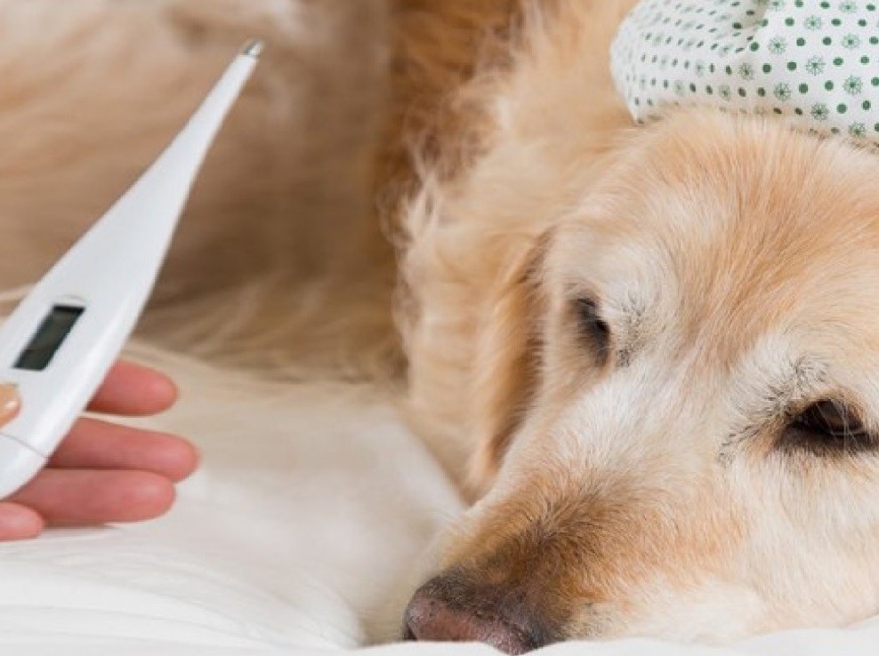 بیماری های سگ هاسکی