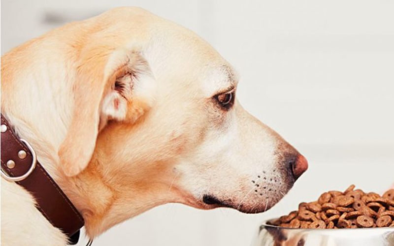 رژیم غذایی سگ، چه غذایی به سگمان بدهیم؟