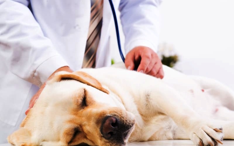 علائم انسداد روده در سگ ها به علاوه پیشگیری و درمان
