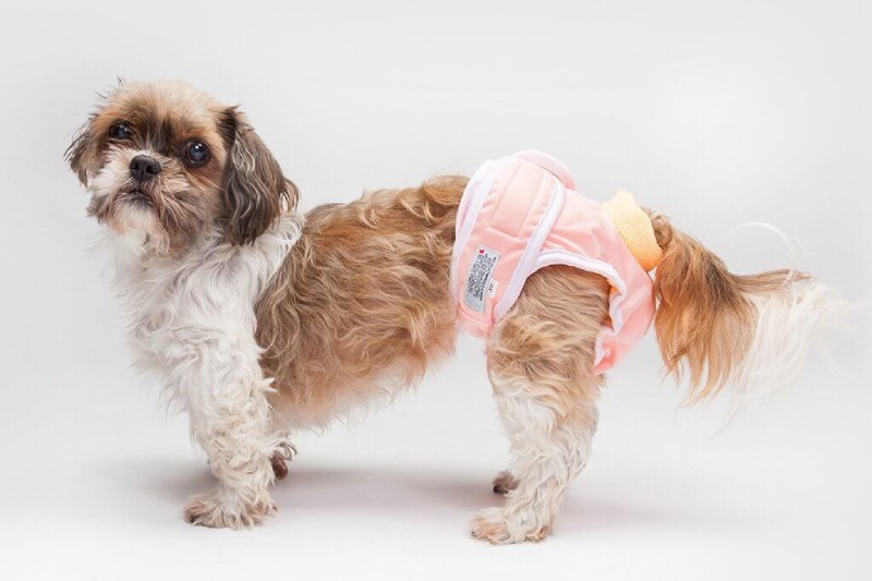 عکس پریودی سگ با پریودی | petlink