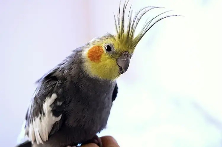 دلایل، پیشگیری و درمانی پرکنی در عروس هلندی و سایر طوطیها